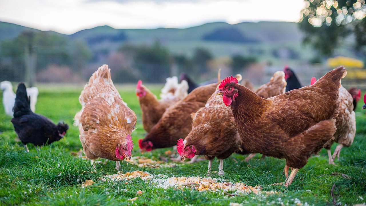 Free-range chickens on a poultry farm