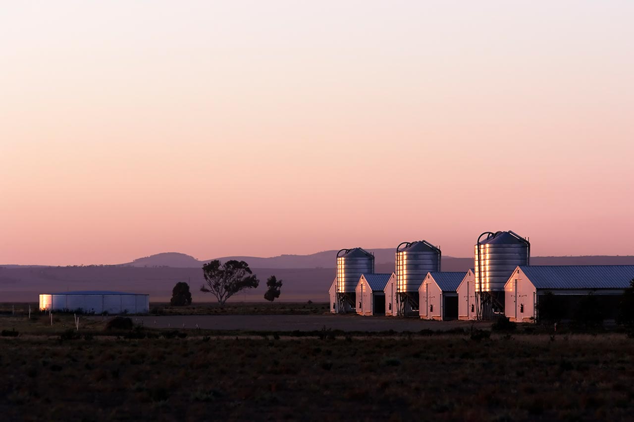Commercial poultry sheds and grain silos
